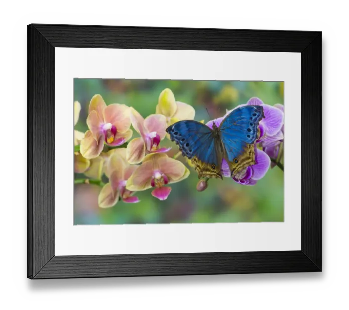 Framed Print : Moth orchid phalaenopsis and blue butterfly, Salamis temora Framed Print : Moth orchid phalaenopsis and blue butterfly, Salamis temora