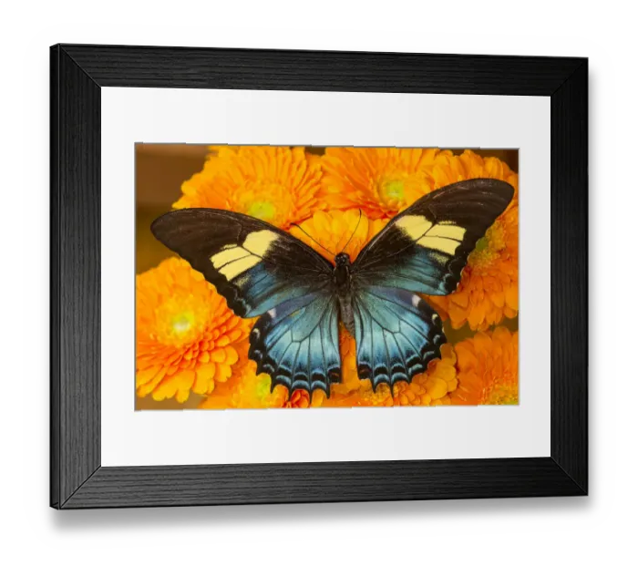 Framed Print : Female butterfly (papilio androgeos) from Peru on orange gerber daisies Framed Print : Female butterfly (papilio androgeos) from Peru on orange gerber daisies