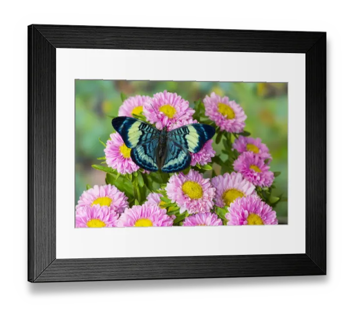 Framed Print : Tropical butterfly, Panacea procilla, on pink mums Framed Print : Tropical butterfly, Panacea procilla, on pink mums