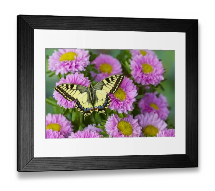 Framed Print : Old world swallowtail butterfly, Papilio machaon, on pink mums Framed Print : Old world swallowtail butterfly, Papilio machaon, on pink mums