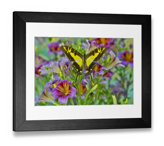 Framed Print : Purple painted tongue flowers with Eurytides thyastes butterfly