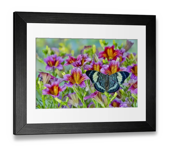 Framed Print : Tropical butterfly, Panacea procilla, on group of painted tongue flowers