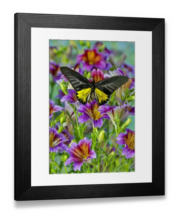 Framed Print : Purple painted tongue flowers and male birdwing butterfly, Troides aeacus thomsonii