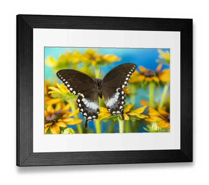 Framed Print : Pineville swallowtail butterfly, Papilio troilus, on hirta daisies Framed Print : Pineville swallowtail butterfly, Papilio troilus, on hirta daisies