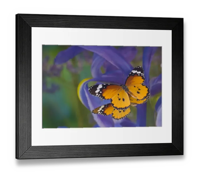 Framed Print : Butterfly, Danaus chrysippus, reflection along with blue Dutch iris Framed Print : Butterfly, Danaus chrysippus, reflection along with blue Dutch iris