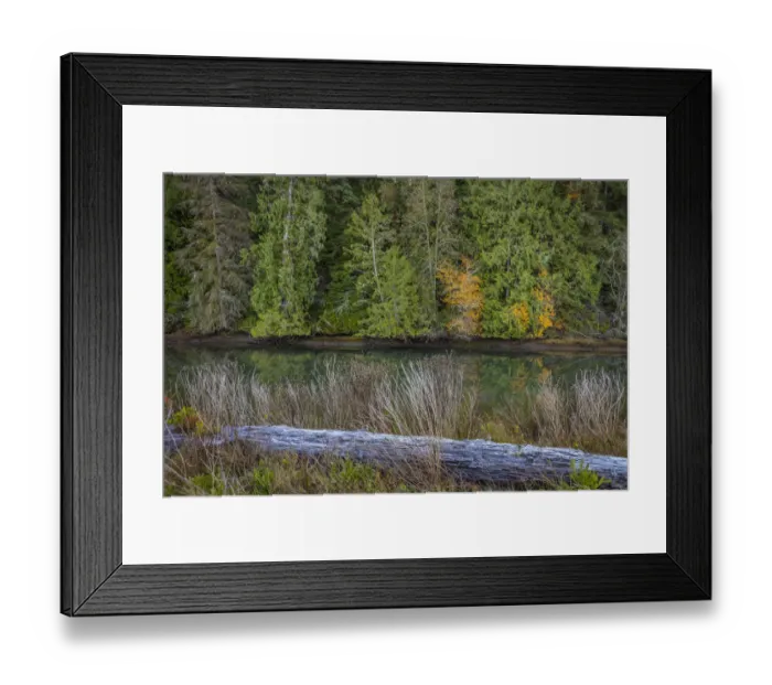 Framed Print : USA, Washington State, Seabeck. Hood Canal shoreline scenic Framed Print : USA, Washington State, Seabeck. Hood Canal shoreline scenic