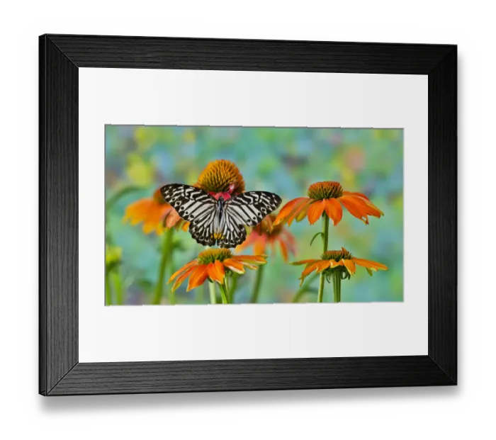 Framed Print : Tropical butterfly on orange cone flower Framed Print : Tropical butterfly on orange cone flower