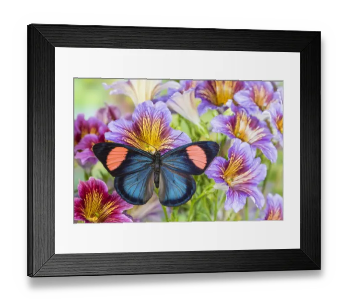 Framed Print : Batesia hypochlora butterfly on painted tongue flowers Framed Print : Batesia hypochlora butterfly on painted tongue flowers