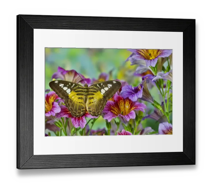 Framed Print : Tropical butterfly (Parthenos sylvia philippinensis) on painted tongue flowers Framed Print : Tropical butterfly (Parthenos sylvia philippinensis) on painted tongue flowers