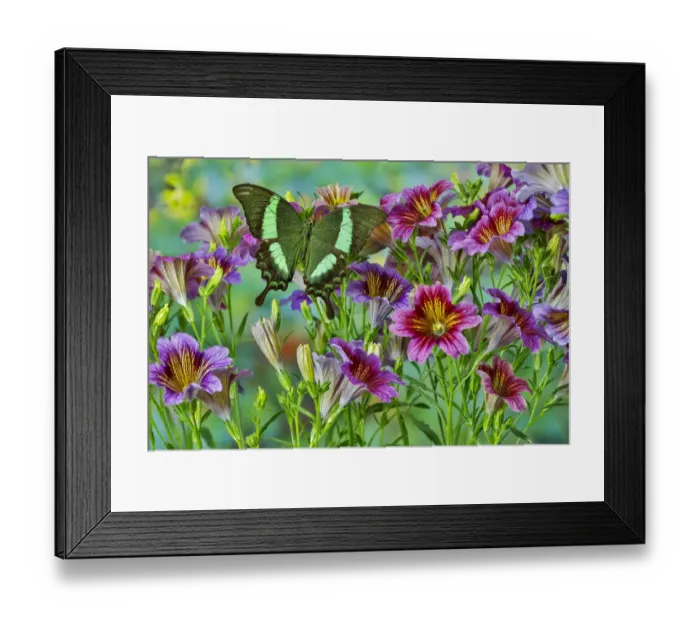 Framed Print : Green tropical swallowtail butterfly, Papilio palinurus daedalus, on grouping of painted Framed Print : Green tropical swallowtail butterfly, Papilio palinurus daedalus, on grouping of painted