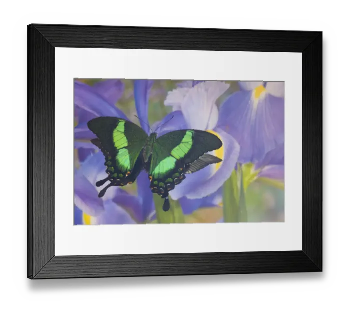 Framed Print : Green swallowtail butterfly, Papilio palinurus daedalus, in reflection with Dutch iris Framed Print : Green swallowtail butterfly, Papilio palinurus daedalus, in reflection with Dutch iris