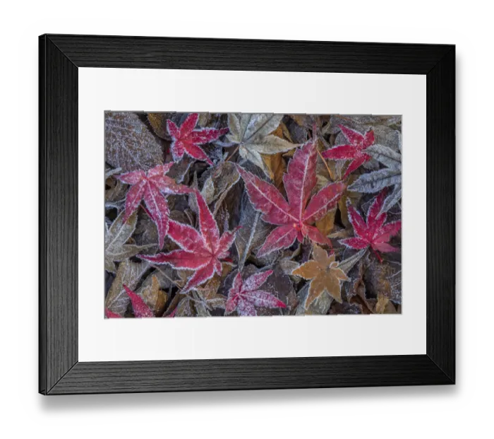 Framed Print : USA, Washington State, Seabeck. Frosty leaves in autumn