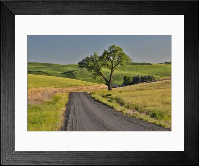 Framed Print : Gravel road and lone tree Palouse Country Eastern Washington
