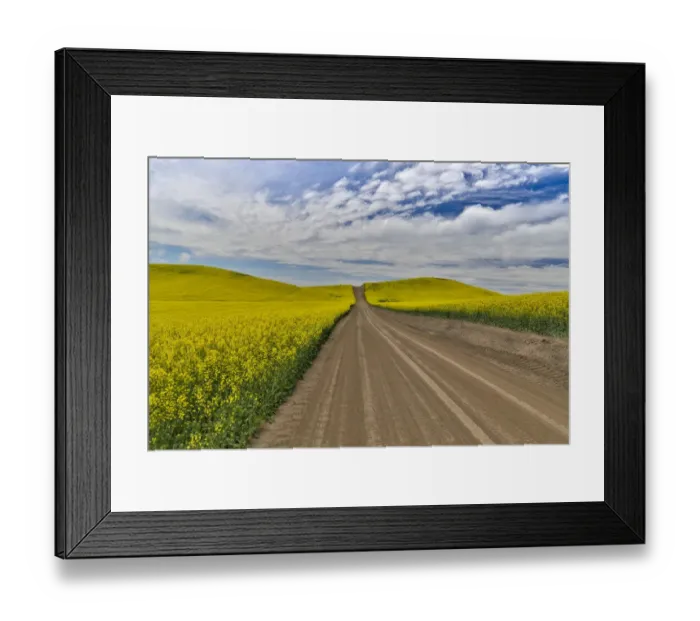 Framed Print : Dirt road through canola fields in Eastern Washington Palouse Country Framed Print : Dirt road through canola fields in Eastern Washington Palouse Country