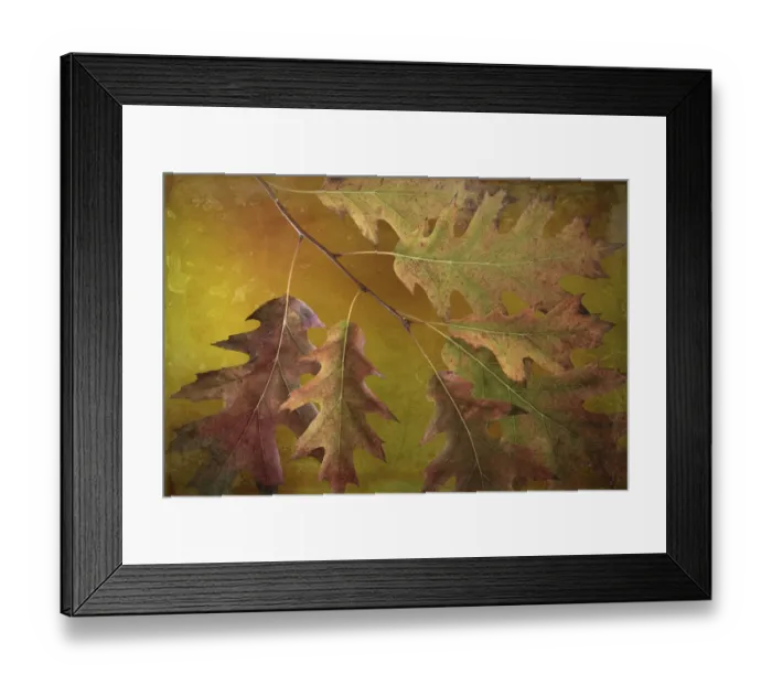 Framed Print : USA, Washington State, Seabeck. Autumn oak leaves close-up