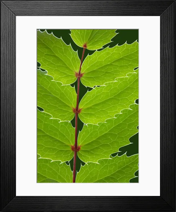 Framed Print : USA, Washington State, Seabeck. Oregon grape leaves close-up