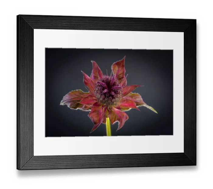 Framed Print : USA, Washington State, Seabeck. Bee balm flower close-up Framed Print : USA, Washington State, Seabeck. Bee balm flower close-up