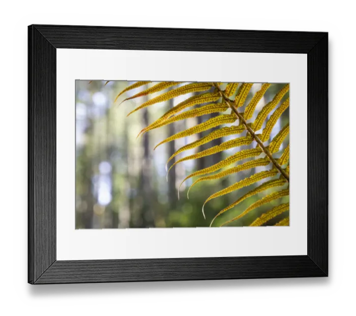 Framed Print : USA, Washington State, Guillemot Cove Nature Preserve. Sword fern in forest. Credit as
