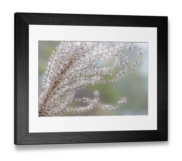 Framed Print : USA, Washington State, Seabeck. Seed head of Miscanthus sinensis grass. Credit as Framed Print : USA, Washington State, Seabeck. Seed head of Miscanthus sinensis grass. Credit as