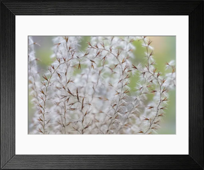 Framed Print : USA, Washington State, Seabeck. Seed head of Miscanthus sinensis grass. Credit as Framed Print : USA, Washington State, Seabeck. Seed head of Miscanthus sinensis grass. Credit as