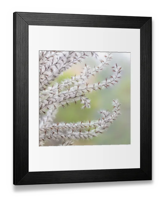 Framed Print : USA, Washington State, Seabeck. Seed head of Miscanthus sinensis grass. Credit as Framed Print : USA, Washington State, Seabeck. Seed head of Miscanthus sinensis grass. Credit as