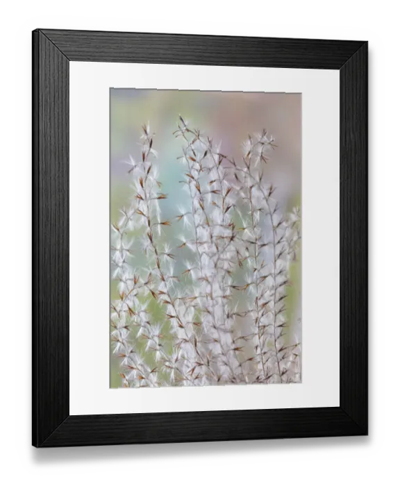 Framed Print : USA, Washington State, Seabeck. Seed head of Miscanthus sinensis grass. Credit as