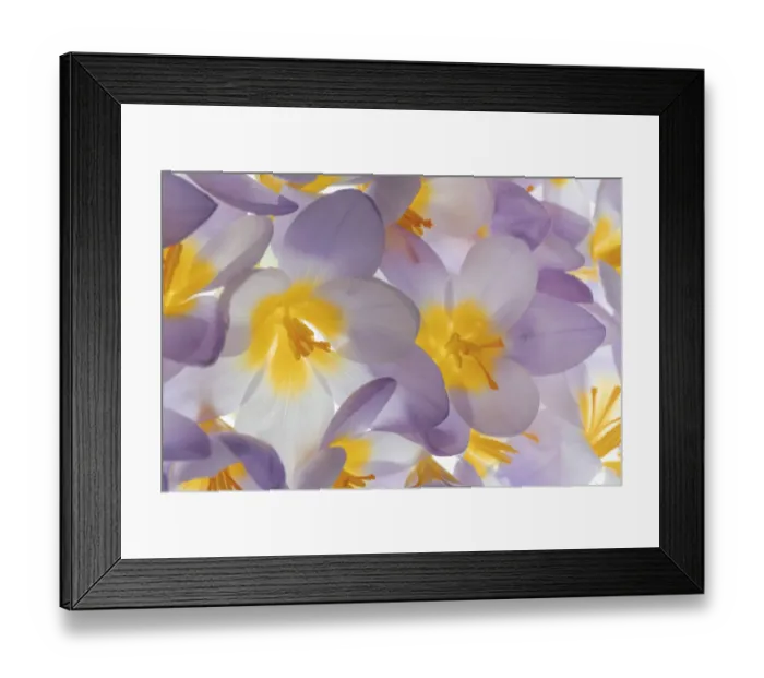 Framed Print : USA, Washington State, Seabeck. Spring crocus flowers close-up Framed Print : USA, Washington State, Seabeck. Spring crocus flowers close-up
