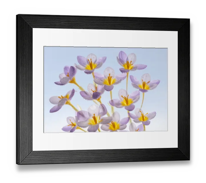 Framed Print : USA, Washington State, Seabeck. Spring crocus flowers close-up Framed Print : USA, Washington State, Seabeck. Spring crocus flowers close-up
