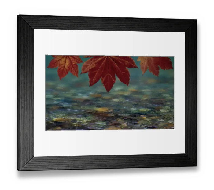 Framed Print : USA, Washington State, Seabeck. Composite of vine maple over river Framed Print : USA, Washington State, Seabeck. Composite of vine maple over river