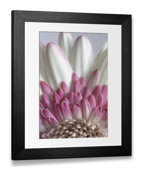 Framed Print : USA, Washington State, Seabeck. Gerbera daisy flower close-up Framed Print : USA, Washington State, Seabeck. Gerbera daisy flower close-up