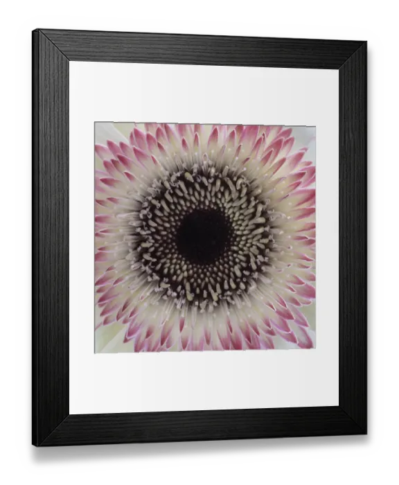 Framed Print : USA, Washington State, Seabeck. Gerbera daisy flower close-up Framed Print : USA, Washington State, Seabeck. Gerbera daisy flower close-up