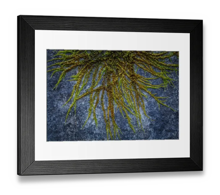 Framed Print : USA, Washington State, Beacon Rock State Park. Moss and lichens growing on concrete bridge