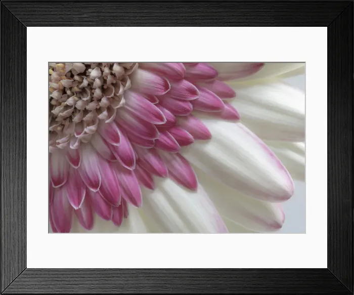 Framed Print : USA, Washington State, Seabeck. Gerbera daisy flower close-up