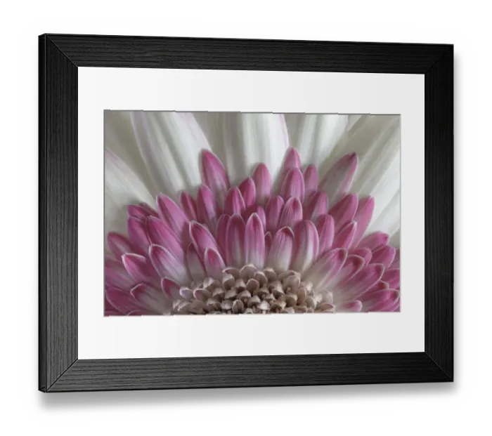 Framed Print : USA, Washington State, Seabeck. Gerbera daisy flower close-up Framed Print : USA, Washington State, Seabeck. Gerbera daisy flower close-up