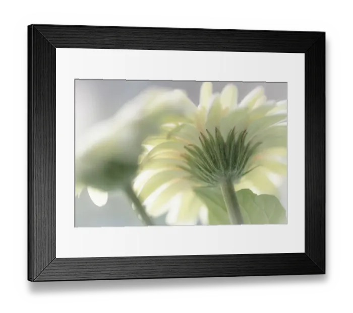 Framed Print : USA, Washington State, Seabeck. Gerbera daisy flower close-up Framed Print : USA, Washington State, Seabeck. Gerbera daisy flower close-up