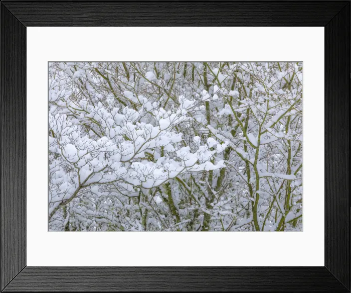 Framed Print : USA, Washington State, Seabeck. Snow-covered dogwood and maple trees Framed Print : USA, Washington State, Seabeck. Snow-covered dogwood and maple trees