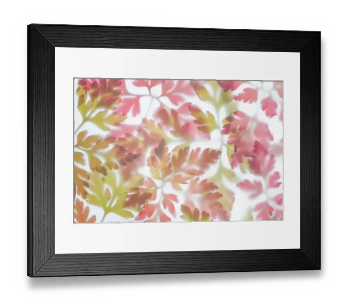 Framed Print : USA, Washington State, Seabeck. Herb Robert leaf arrangement