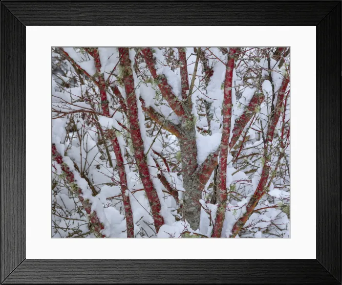 Framed Print : USA, Washington State, Seabeck. Snow-covered coral bark Japanese maple tree. Credit as