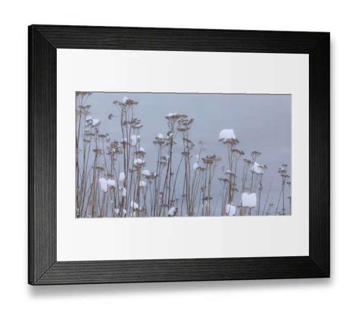 Framed Print : USA, Washington State, Seabeck. Snow-topped tansy plants in winter Framed Print : USA, Washington State, Seabeck. Snow-topped tansy plants in winter