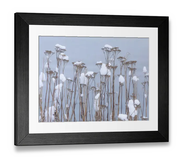 Framed Print : USA, Washington State, Seabeck. Snow-topped tansy plants in winter