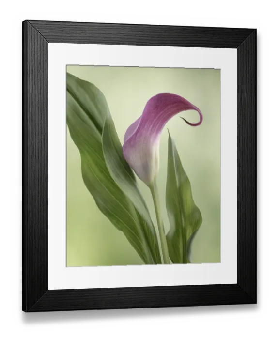 Framed Print : USA, Washington State, Seabeck. Calla lily close-up