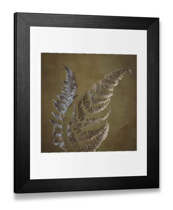 Framed Print : USA, Washington State, Seabeck. Dried bracken ferns close-up