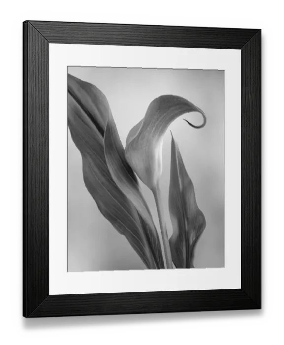 Framed Print : USA, Washington State, Seabeck. Black and white of calla lily