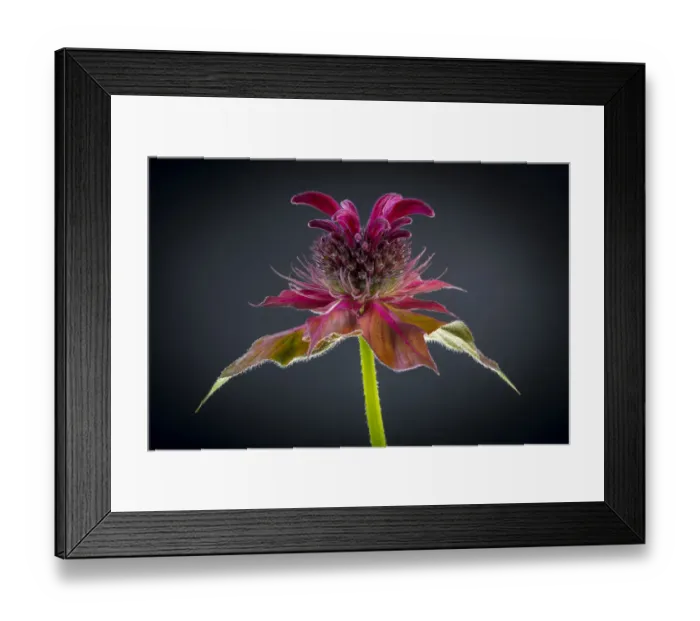 Framed Print : USA, Washington State, Seabeck. Bee balm flower close-up Framed Print : USA, Washington State, Seabeck. Bee balm flower close-up