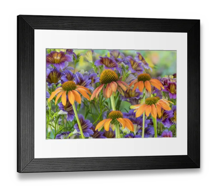 Framed Print : Orange cone flower with backdrop of purple painted tongue Framed Print : Orange cone flower with backdrop of purple painted tongue