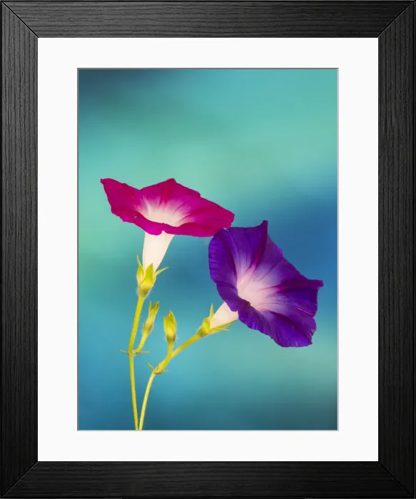 Framed Print : Neon colors of morning glory