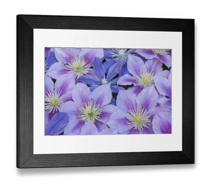 Framed Print : Clematis flower grouping together in blues and pinks Framed Print : Clematis flower grouping together in blues and pinks