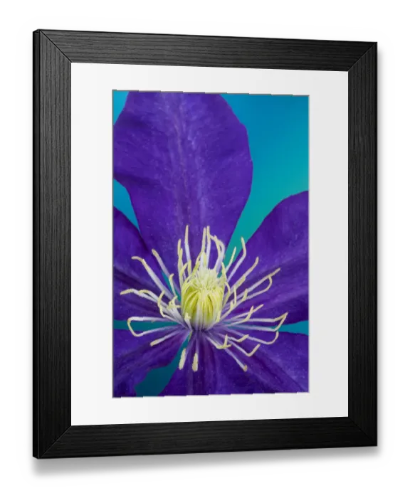 Framed Print : Close-up of purple clematis Framed Print : Close-up of purple clematis