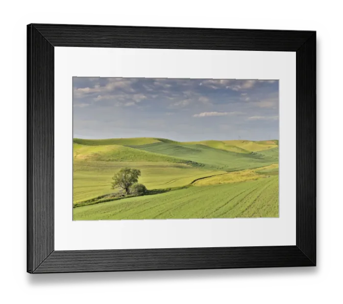 Framed Print : Evening light on rolling hills and wheat fields near Colfax, Eastern Washington