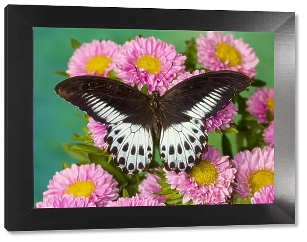 Papilio polymnestor, tropical butterfly on pink flowering mums
